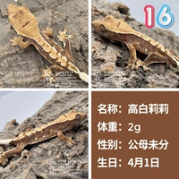 № 16 Gao Bai Lili 2G