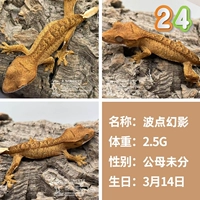 № 24 Wave Dot Phantom 2,5 г