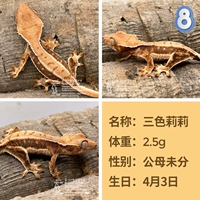 № 8 San Color Lily 2.5G