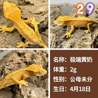 № 29 Экстремальное желтое молоко 2G