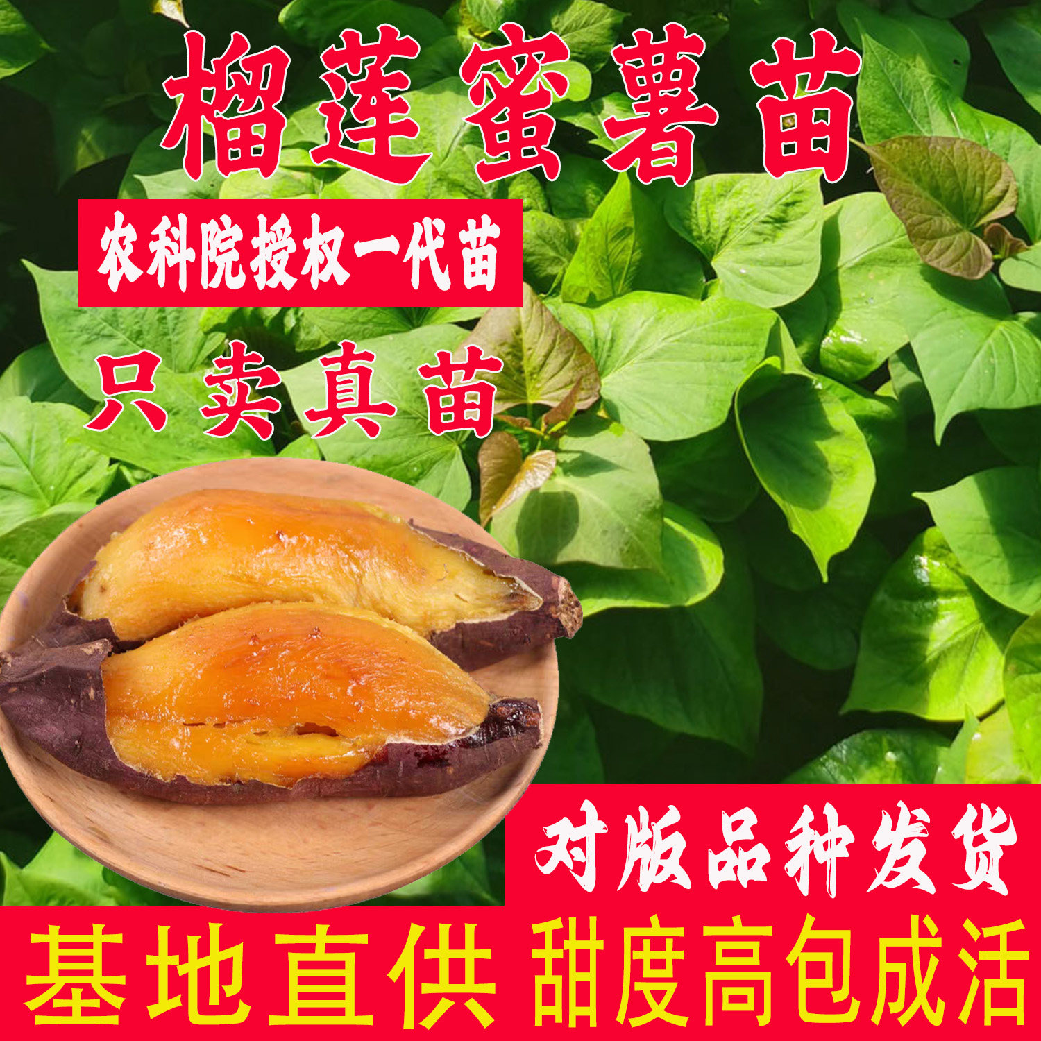 榴莲蜜薯苗玛莎莉红薯苗红瑶番薯苗丝滑山芋日本黄金薯哈密地瓜苗