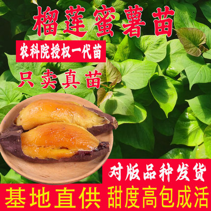 榴莲蜜薯苗玛莎莉红薯苗红瑶番薯苗丝滑山芋日本黄金薯哈密地瓜苗