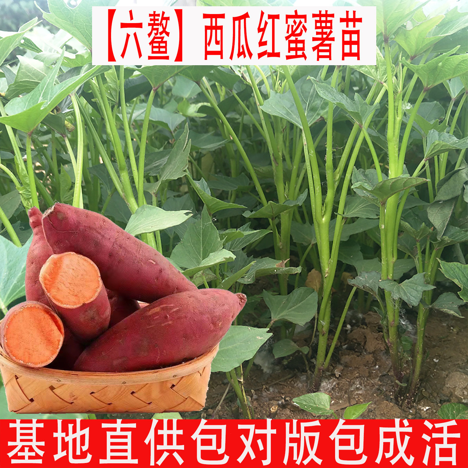 正宗西瓜红红薯苗秧苗批发 六鳌蜜薯苗 高产地瓜苗秧农科院番薯苗
