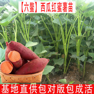 西瓜红秧苗六鳌蜜薯苗脱毒高产红薯苗红心地瓜苗农科院番薯苗苗藤