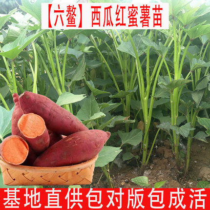 正宗西瓜红红薯苗秧苗批发 六鳌蜜薯苗 高产地瓜苗秧农科院番薯苗