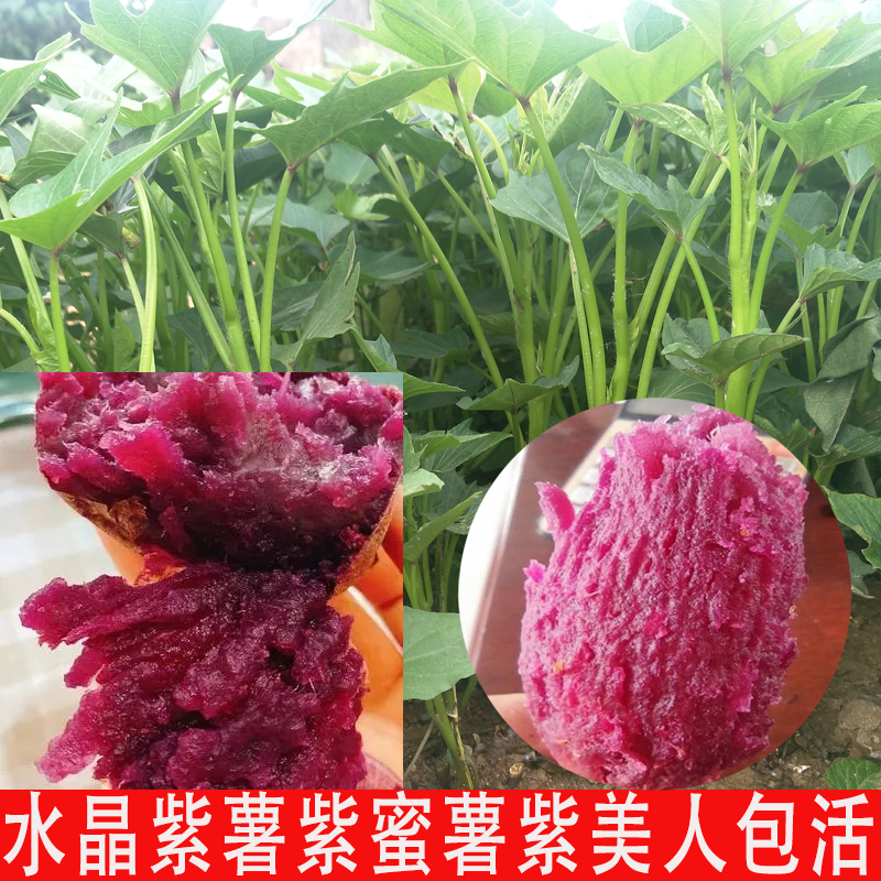 紫蜜薯苗水晶紫薯秧紫美人紫妃蜜薯苗紫蒂姬番薯苗紫心红薯藤包活