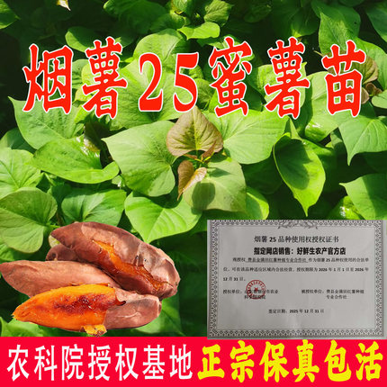 正宗烟薯25号糖心红薯苗山东农科院高产地瓜苗番薯苗保真脱毒薯苗