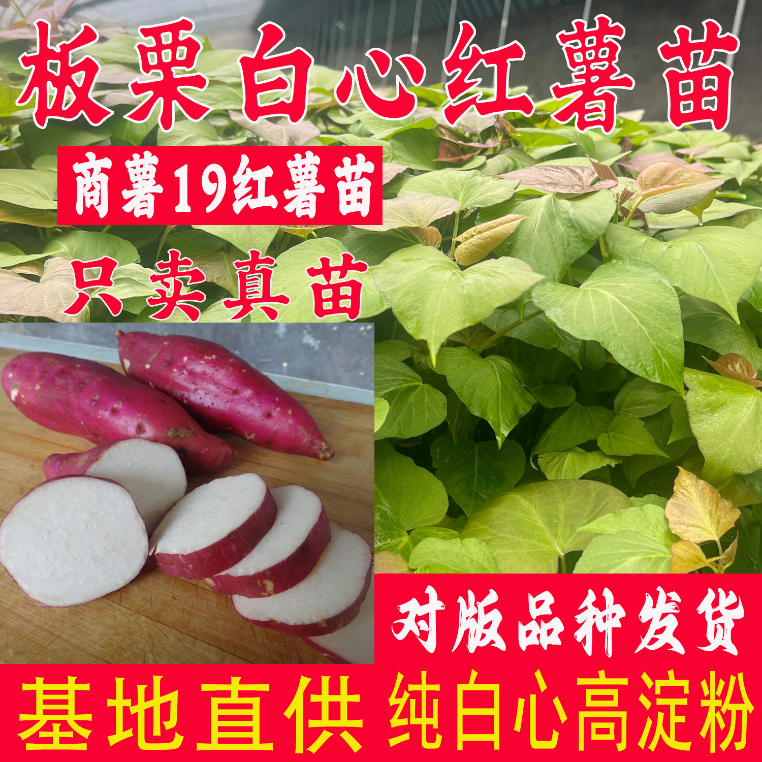 板栗红薯苗白心淀粉番薯苗商薯19地瓜苗农科院脱毒高产红薯秧苗