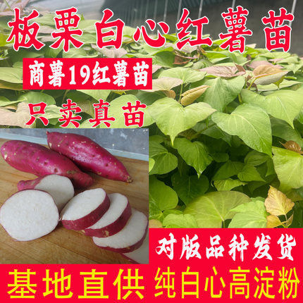 板栗红薯苗白心淀粉番薯苗商薯19地瓜苗农科院脱毒高产红薯秧苗