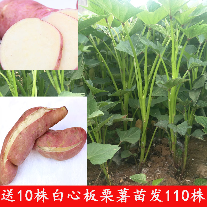板栗薯苗红薯苗高产淀粉地瓜秧苗