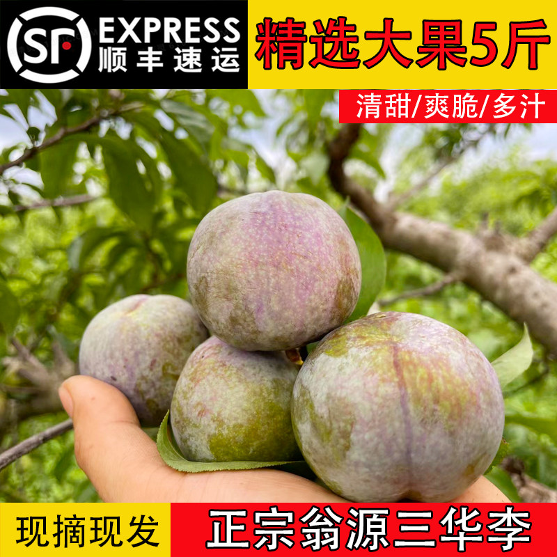精选大果正宗翁源三华李新鲜孕妇水果现摘纯甜爽脆李子红心李顺丰