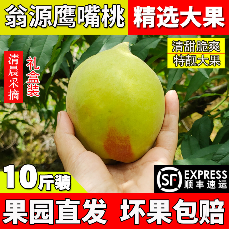 包邮广东韶关翁源鹰嘴桃新鲜现摘现发当季水果脆甜水蜜桃毛桃大果