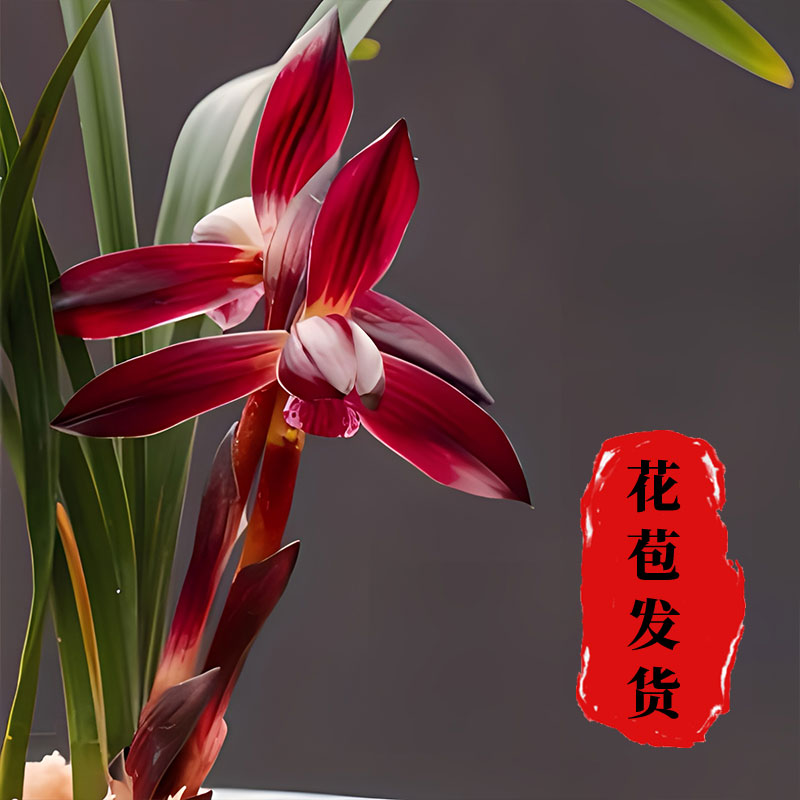 精品兰花名贵大中华春兰图片
