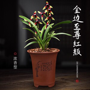 兰花四季建兰金边至尊红颜无花苞好养客厅室内阳台绿植盆栽花卉