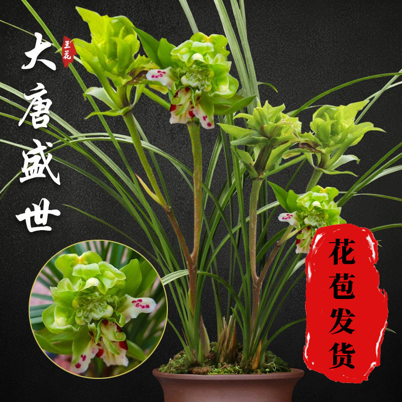 莲瓣兰大唐盛世带花苞兰花苗盆栽