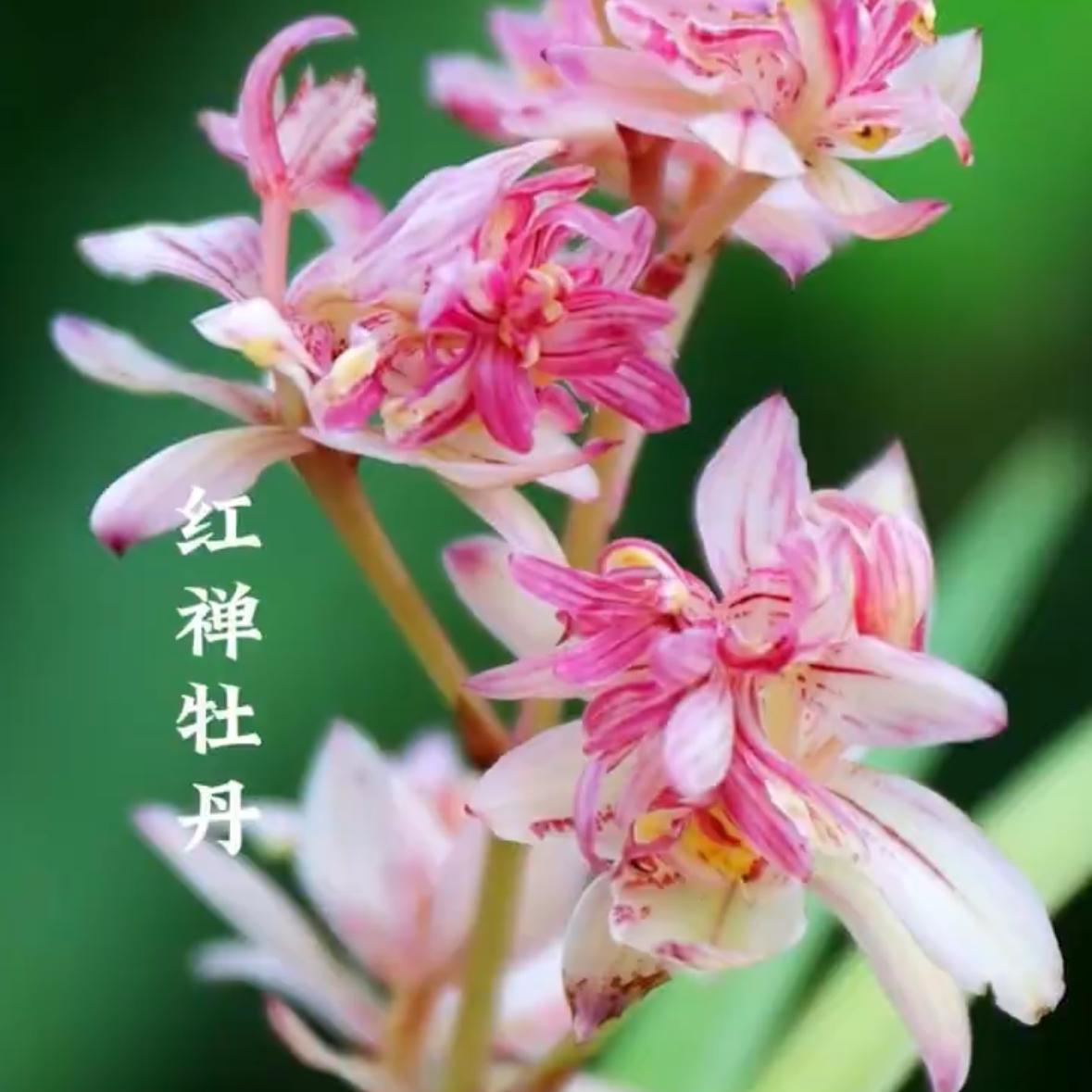 好养盆栽建兰红蝉牡丹浓香型奇花