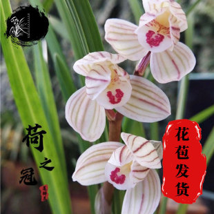 兰花莲瓣兰荷之冠无花苞室内绿植兰草植物使用裸根好养颗粒