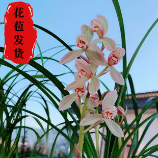 莲瓣兰寺小灵童无花苞发货浓香花卉绿植裸根植物使用好养易花