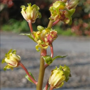 兰花蕙兰大白菜无花苞发货浓香花卉绿植裸根植物名贵好养易来花