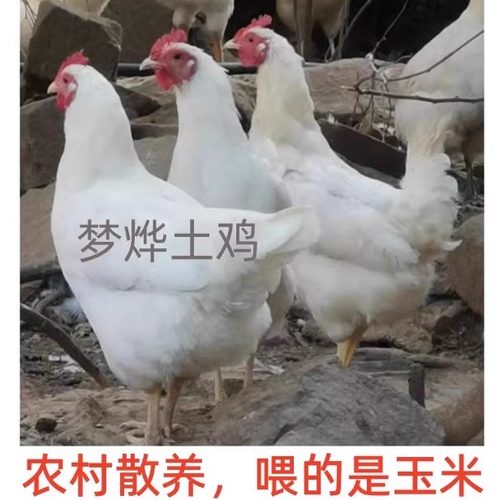 安庆散养白母鸡正宗药引白老母鸡