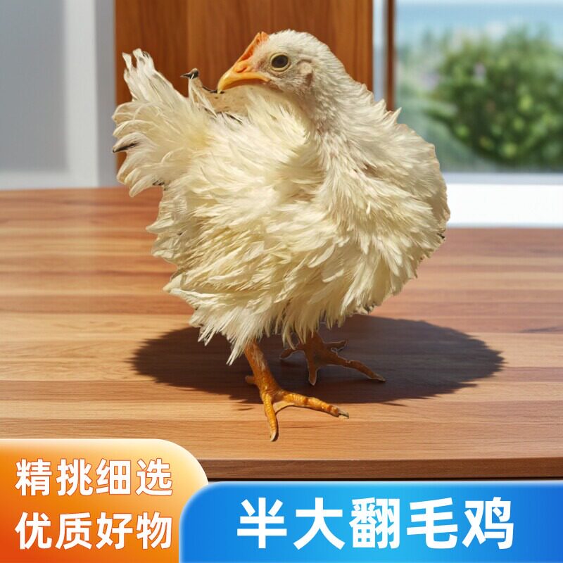 小翻毛鸡 半斤重翻毛鸡 倒毛鸡混色反毛鸡活鸡卷毛鸡半大方毛鸡