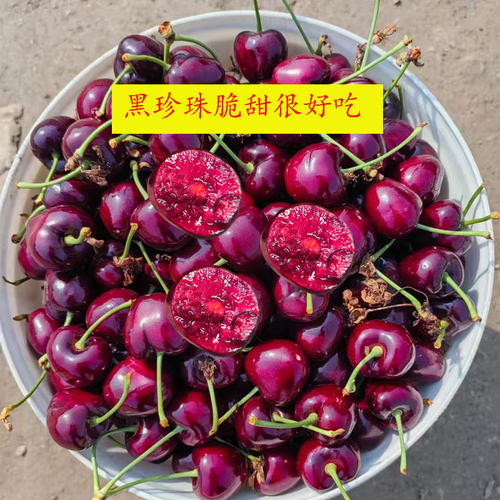 很甜不酸黑珍珠比美早樱桃甜多了