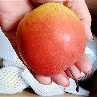 北京平谷新鲜水果红肖梨本地红梨脆梨多汁沙梨甜梨五斤包邮