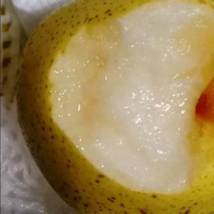 北京平谷新鲜雪梨水果雪花梨多汁大梨子非赵县雪梨5斤包邮