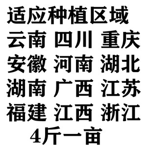 杂交水稻种子旱稻种子旱优品种长粒香稻谷种子原包装500克