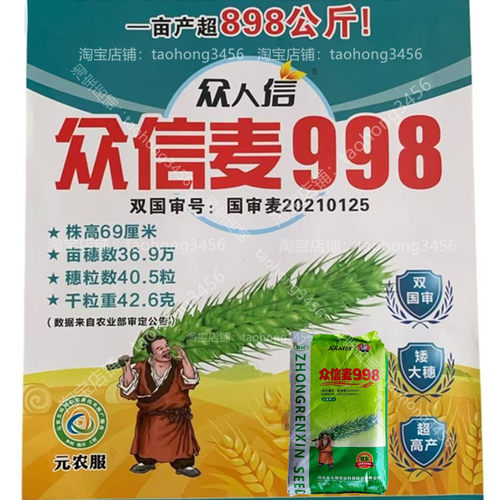 国审小麦种子矮杆大穗耐旱耐寒