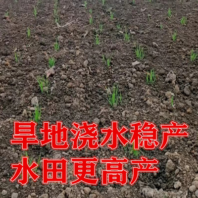 长粒杂交旱稻水稻种子