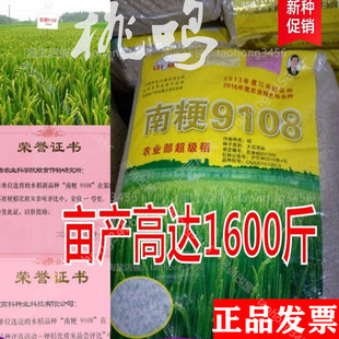 水稻种子南粳9108优质高产圆粒水稻谷香米种子现货亩产高达1600斤