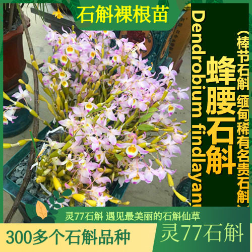 蜂腰石斛苗 石斛兰花绿植盆栽石斛苗500克一斤包邮