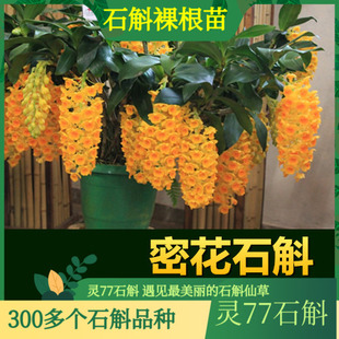 密花石斛苗 石斛兰花绿植盆栽石斛苗 500克一斤