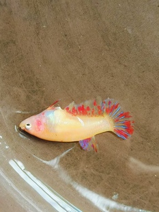 万兰达将军苗子2CM左右还没上色10条一组 单条是种母供参考