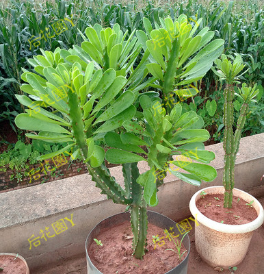 仙人掌霸王鞭植物玉麒麟