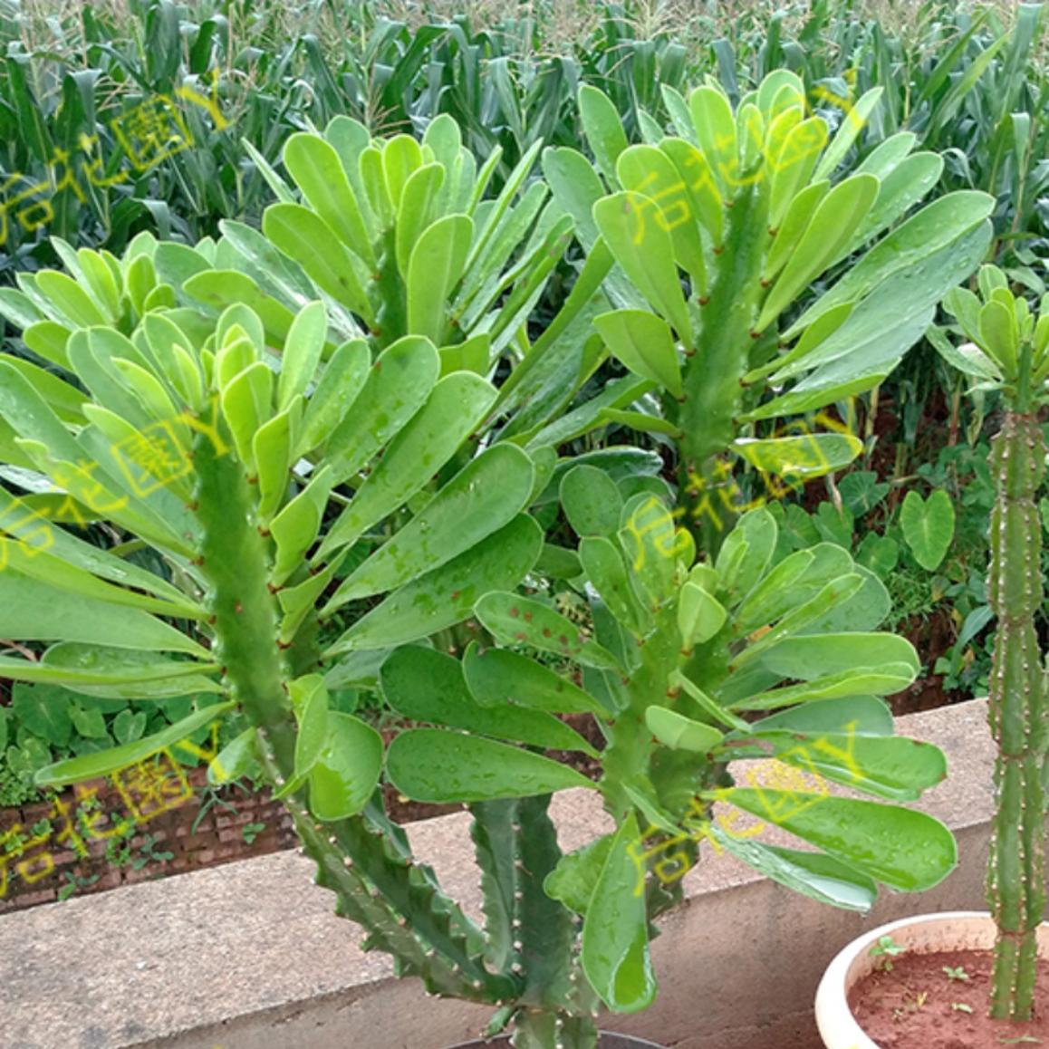 树型仙人掌柱科多肉金刚纂玉麒麟五六七棱霸王鞭植物盆栽一物一拍
