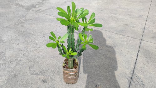仙人掌霸王鞭植物玉麒麟