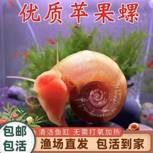 苹果螺除藻黄金观赏螺清洁净化鱼缸残食螺鱼食残渣清理苹果螺大个