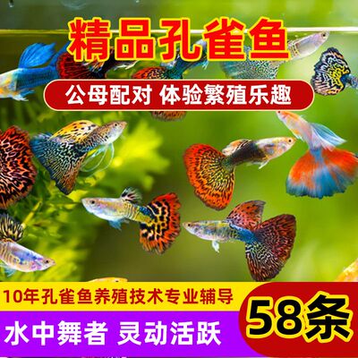孕母鱼苗孔雀鱼热带纯种好养观赏鱼金鱼耐活小型鱼小鱼凤尾淡水鱼