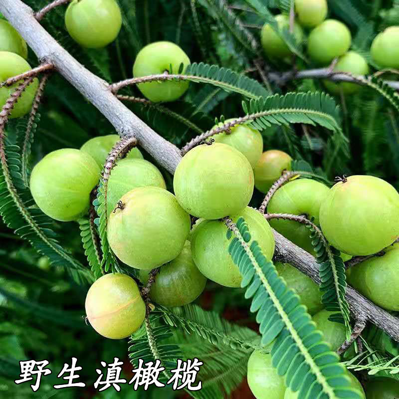 水果酸水果油甘果酸脆泡酒野生酸