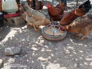 自家散养阉鸡皮黄肉玉米果园鸡整鸡新鲜现杀现发包邮