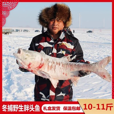 吉林松原淡水湖冬捕胖头鱼礼盒装