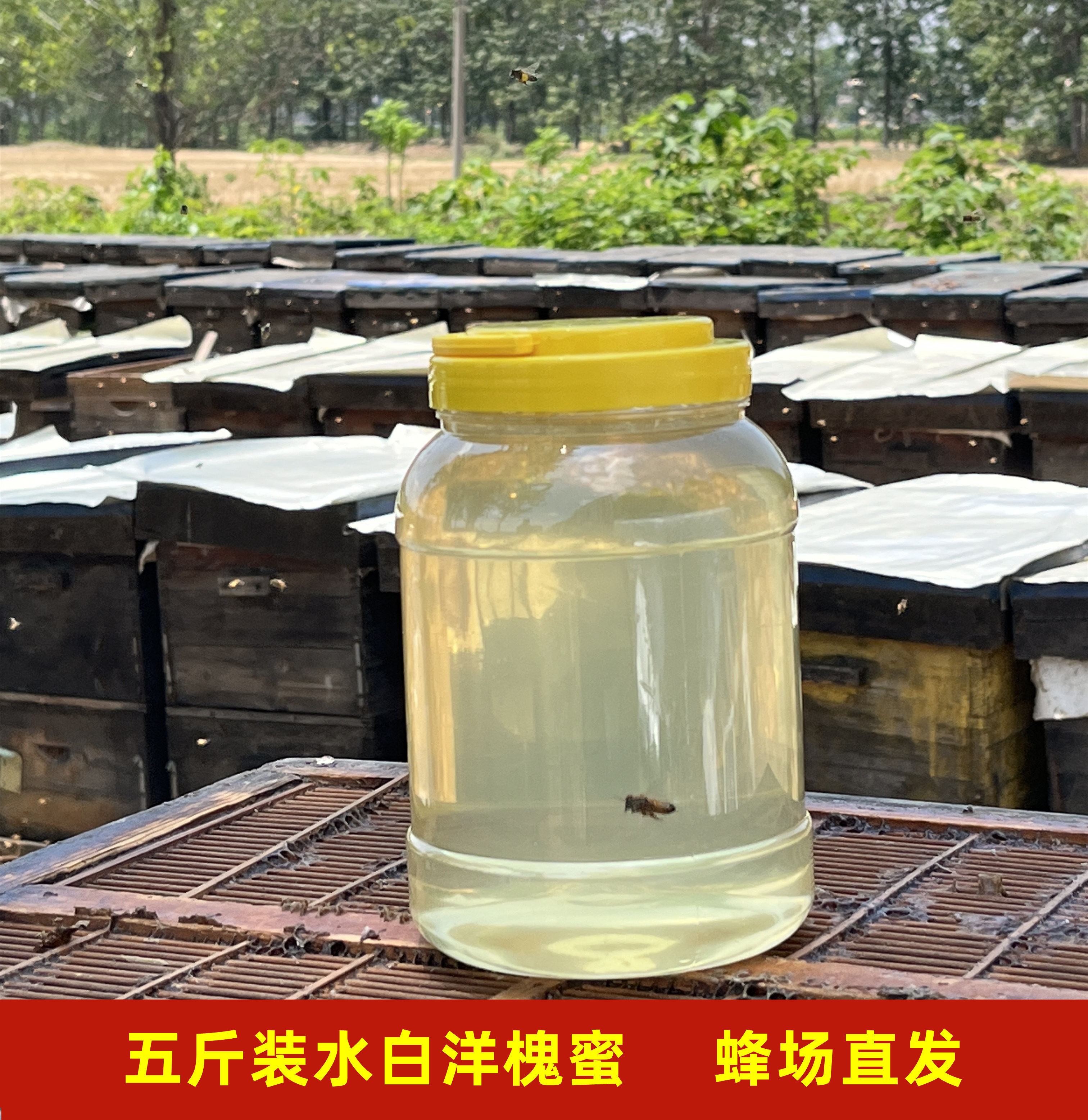 五斤装槐花蜜纯正天然土蜂蜜农家自产 正宗野生洋槐蜜大桶装 峰蜜