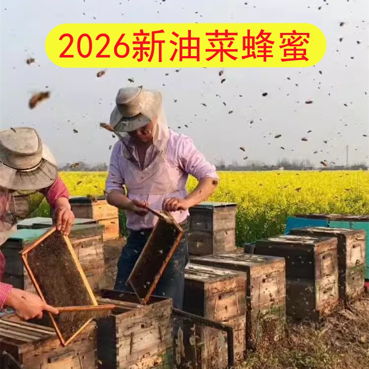 五斤装天然野生油菜蜂蜜结晶蜂蜜2500g原蜜农家自产