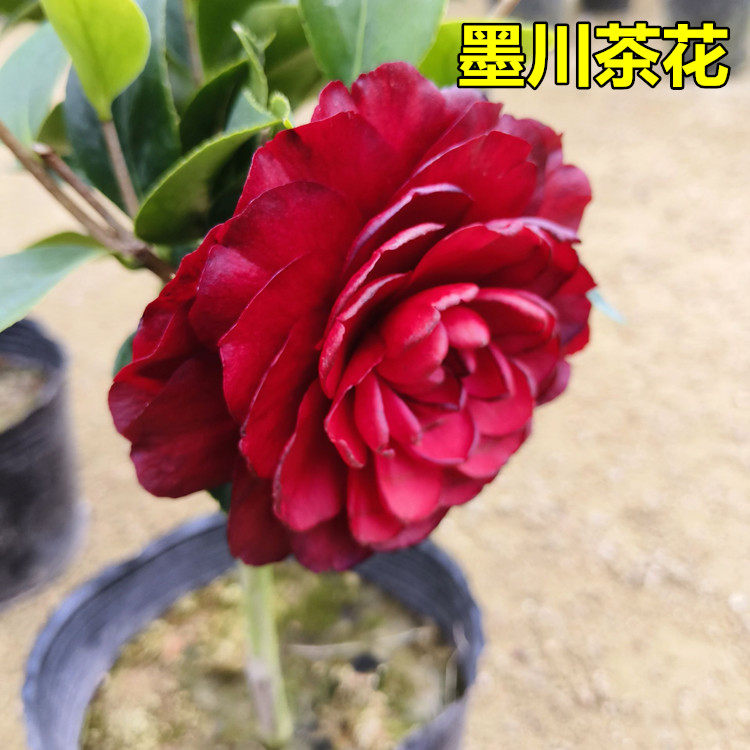 墨川茶花阳台庭院冬季开好养