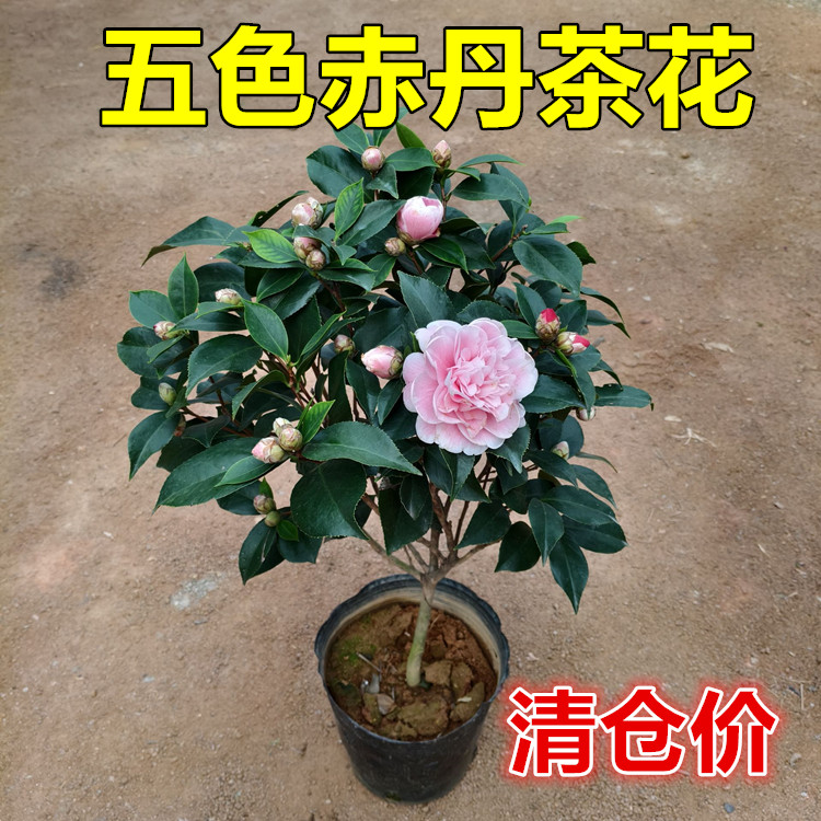 五色赤丹茶花树苗盆栽多色花阳台庭院花坛绿植耐寒耐热行道树绿化
