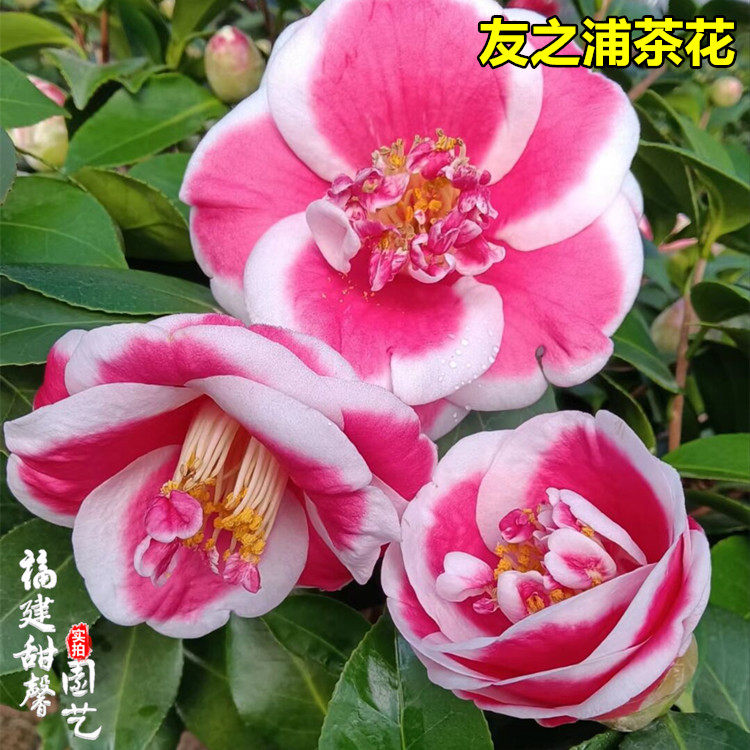 友之浦茶花树苗盆栽珍贵稀有红花白边单瓣阳台庭院好养绿植上新品