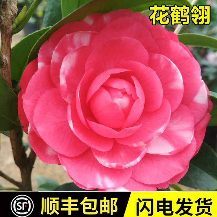 花鹤翎茶花名贵稀有品种复色带花苞带白云斑福建龙岩精品阳台佳品