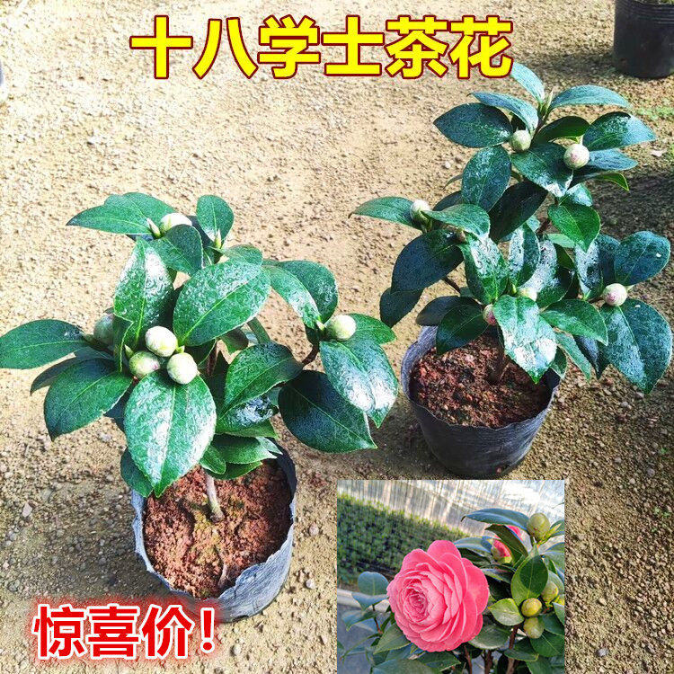 十八学士茶花阳台带花苞年底开